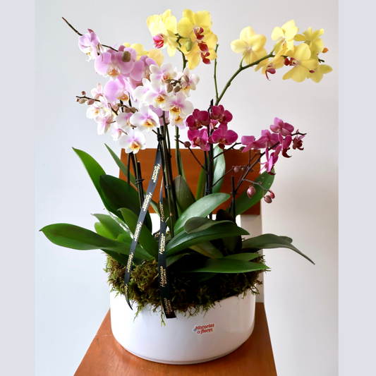 Jardín de Orquídeas