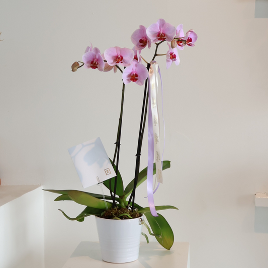 05 Orquídea de amor
